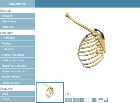 3D Interactive Shoulder (Unity3D)